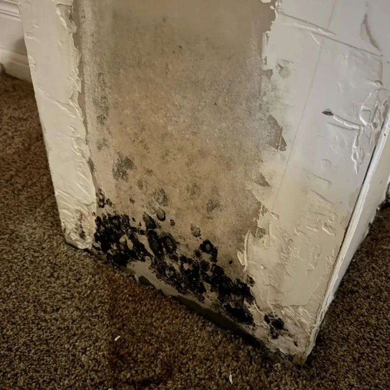 Professional Mold Removal in South Suffolk, VA
